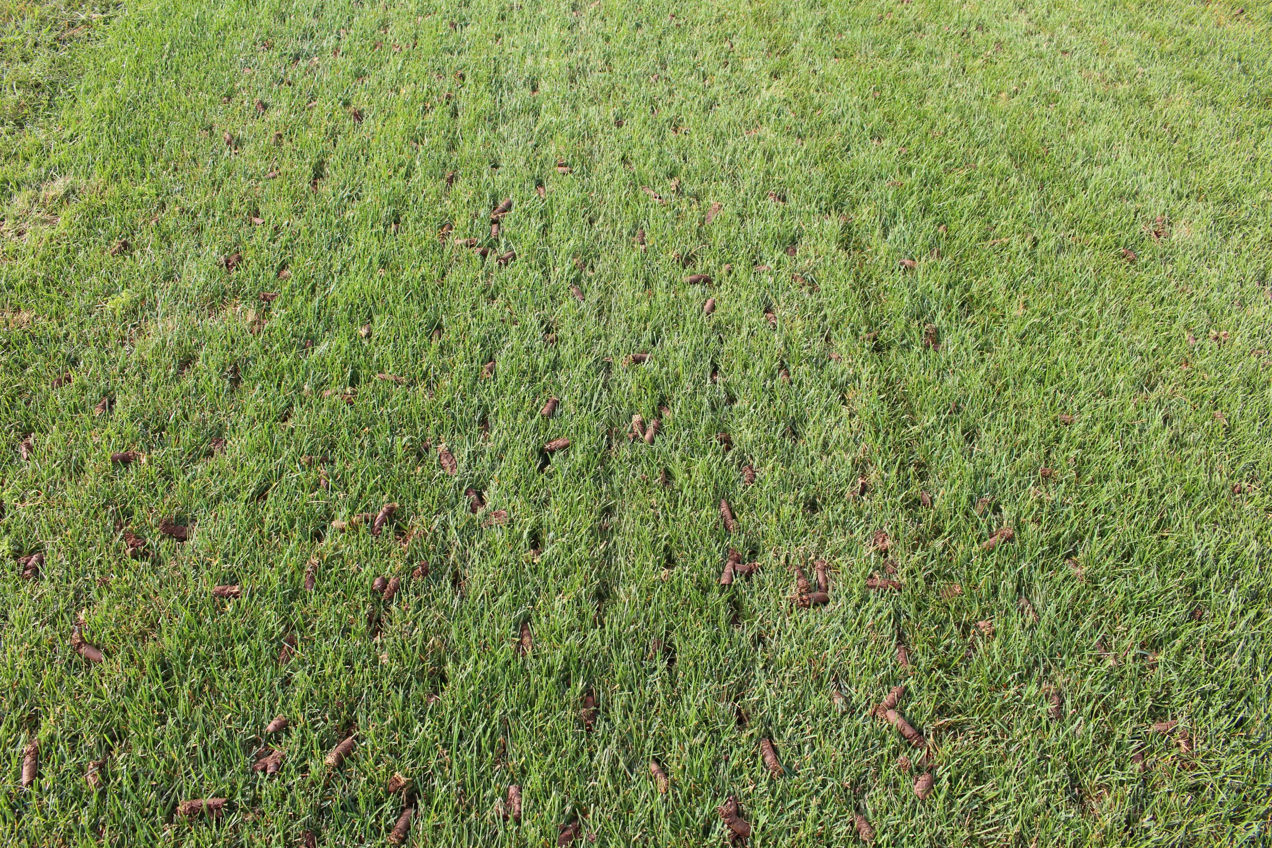 Blog Benefits of Core overseeding scaled