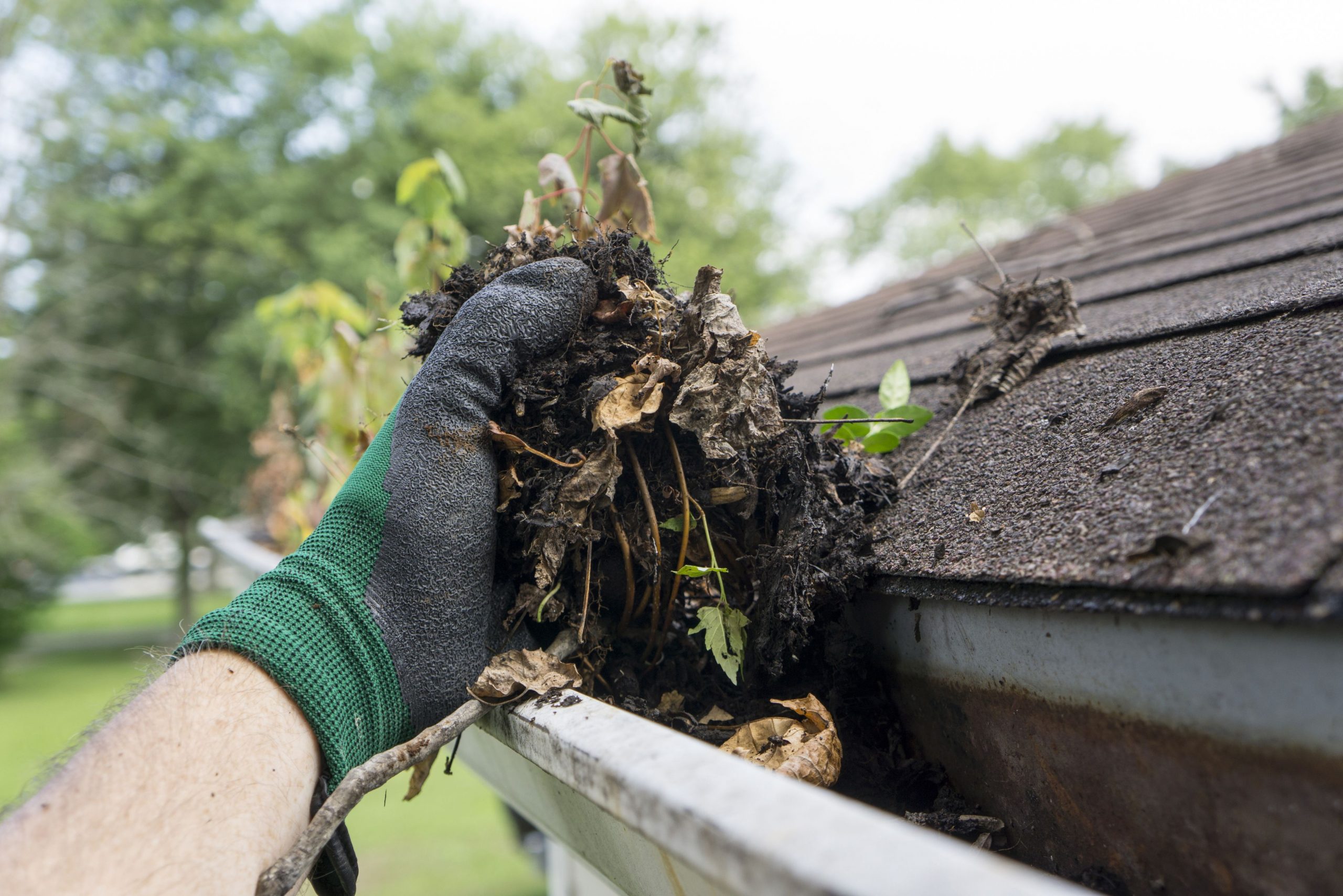 cleaning gutters during the summer royalty free image   scaled